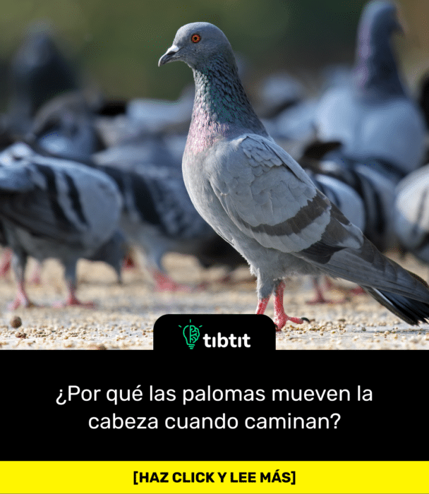 ¿Por qué las palomas mueven la cabeza cuando caminan?