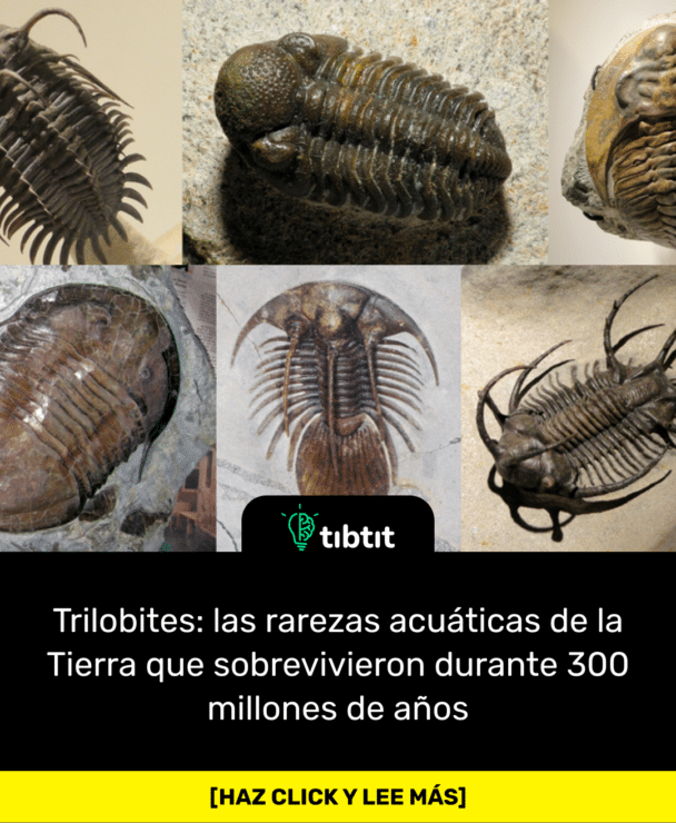 Trilobites: las rarezas acuáticas de la Tierra que sobrevivieron durante 300 millones de años