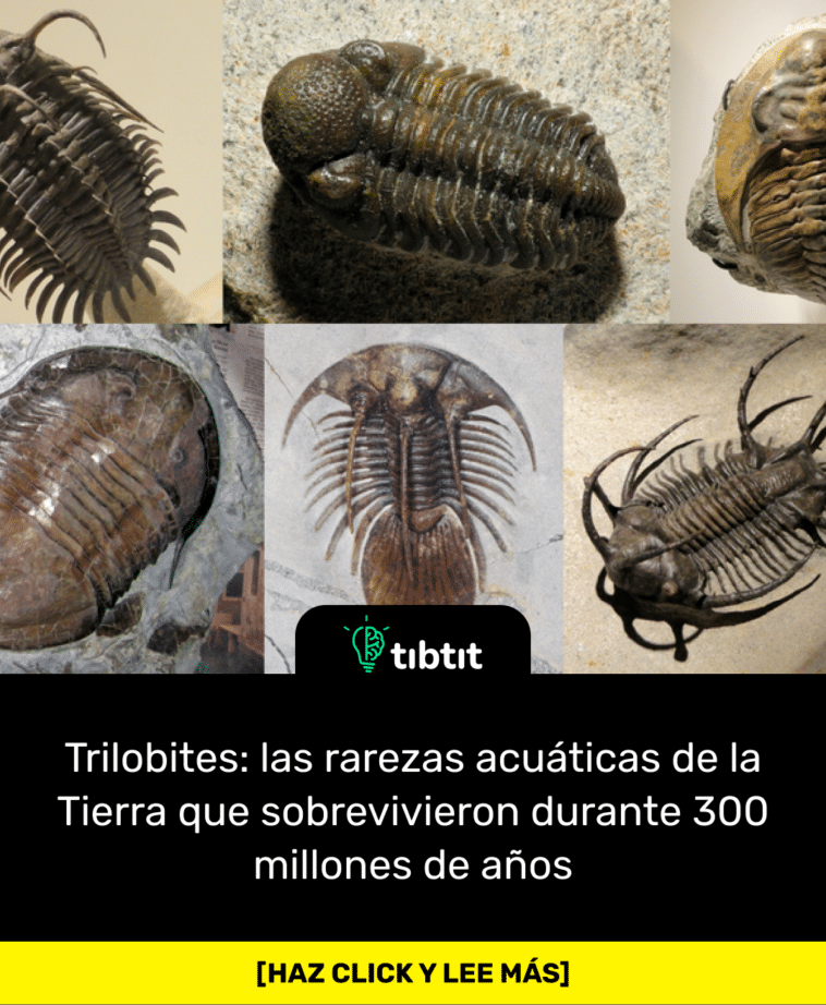 Trilobites: las rarezas acuáticas de la Tierra que sobrevivieron durante 300 millones de años