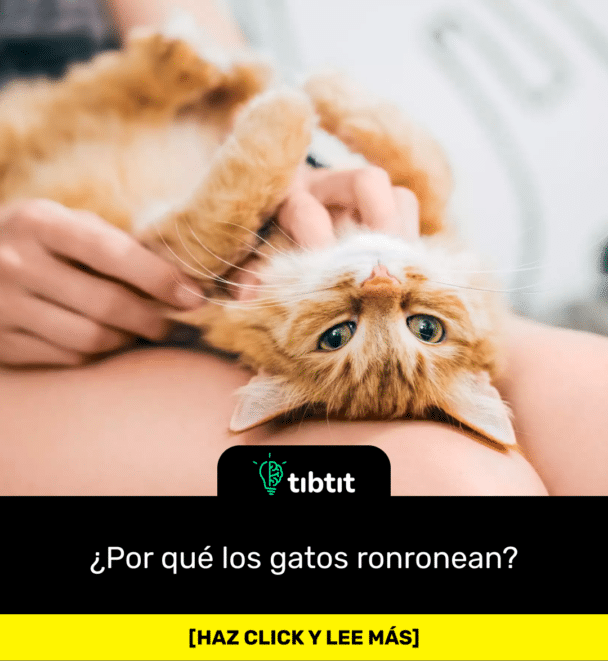¿Por qué los gatos ronronean?