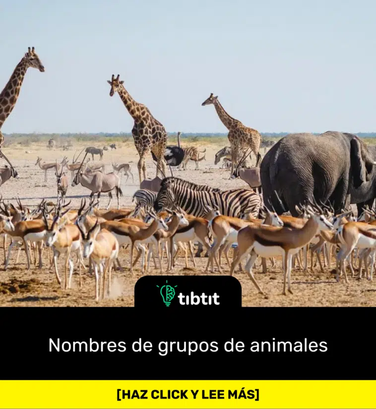 Nombres de grupos de animales