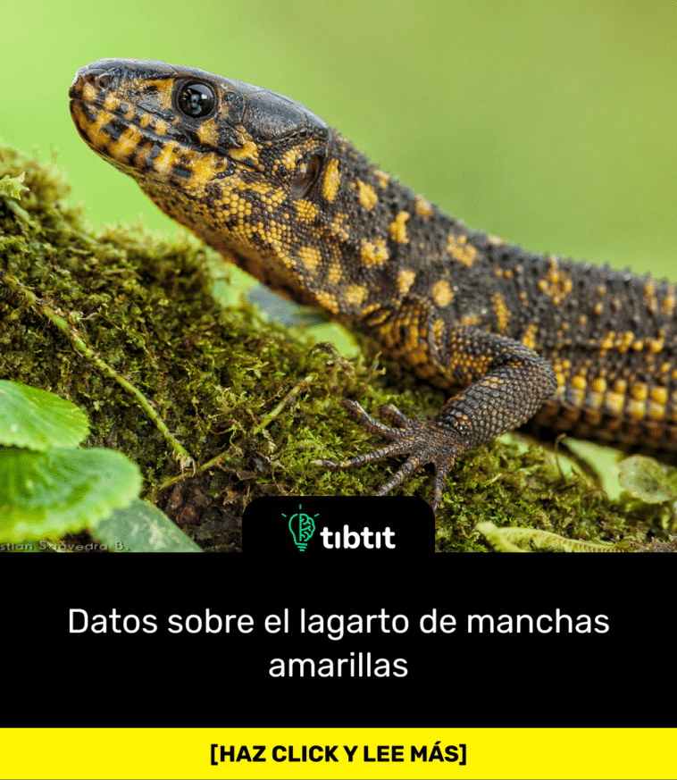 Datos sobre el lagarto de manchas amarillas