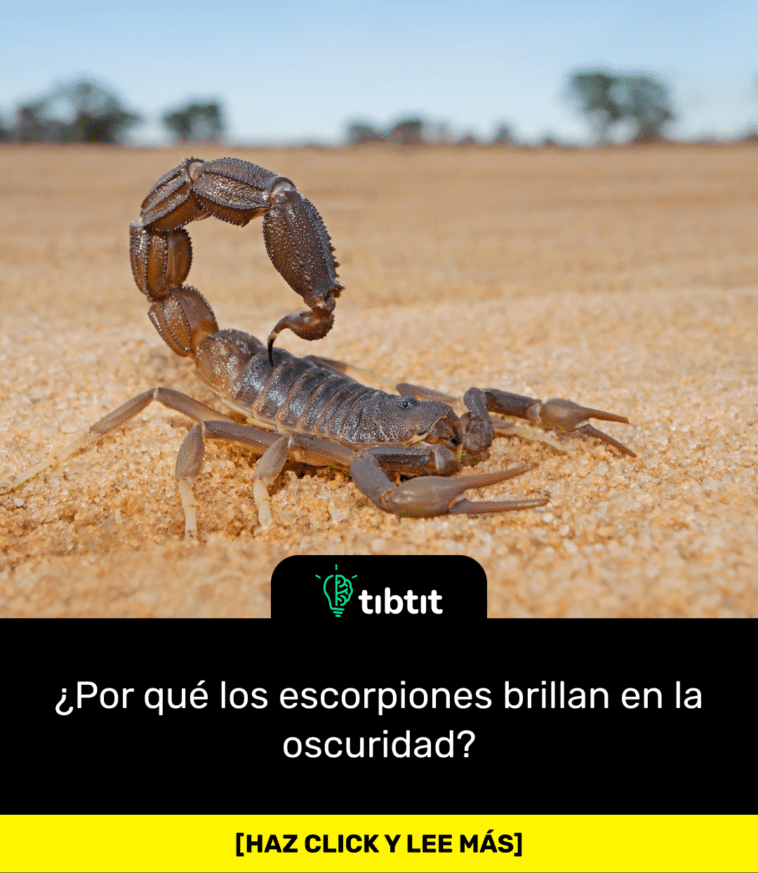 ¿Por qué los escorpiones brillan en la oscuridad?