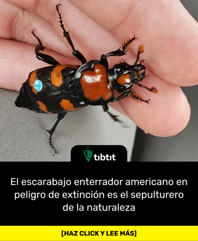 El escarabajo enterrador americano en peligro de extinción es el sepulturero de la naturaleza