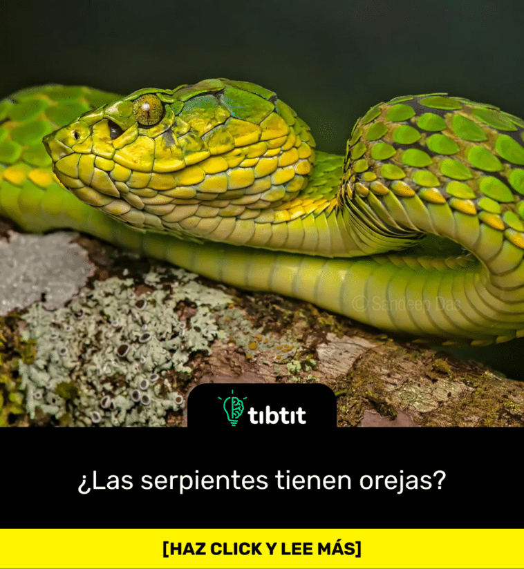 ¿Las serpientes tienen orejas?