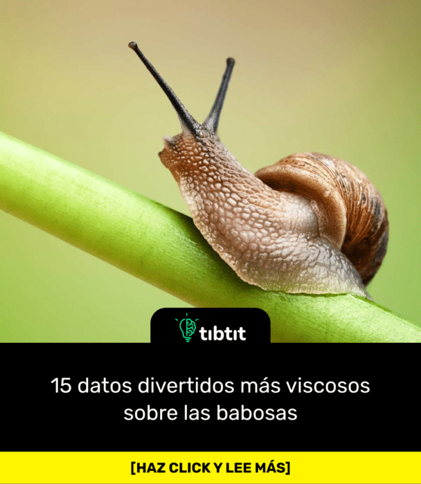15 datos divertidos más viscosos sobre las babosas