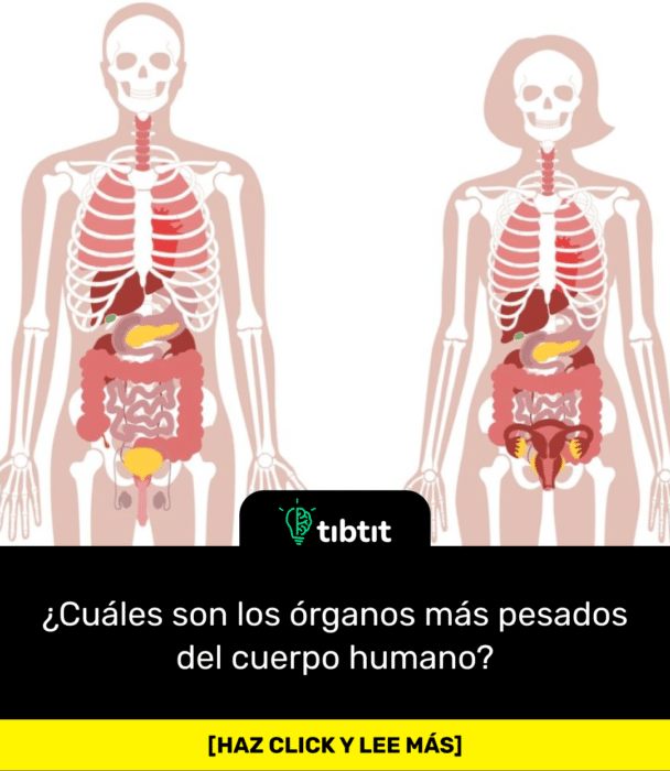 ¿Cuáles son los órganos más pesados del cuerpo humano?