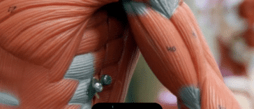 Datos curiosos del sistema muscular