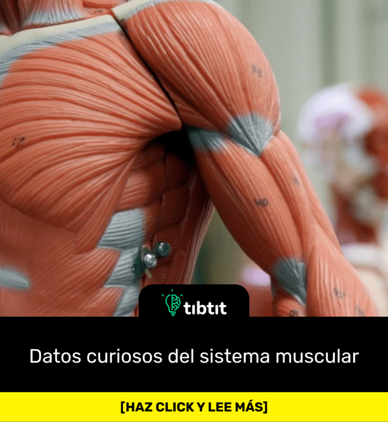 Datos curiosos del sistema muscular