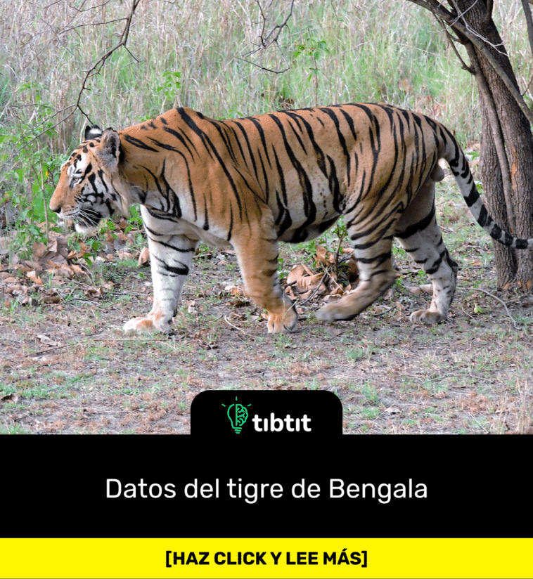 Datos del tigre de Bengala