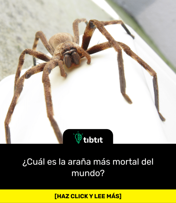 ¿Cuál es la araña más mortal del mundo?