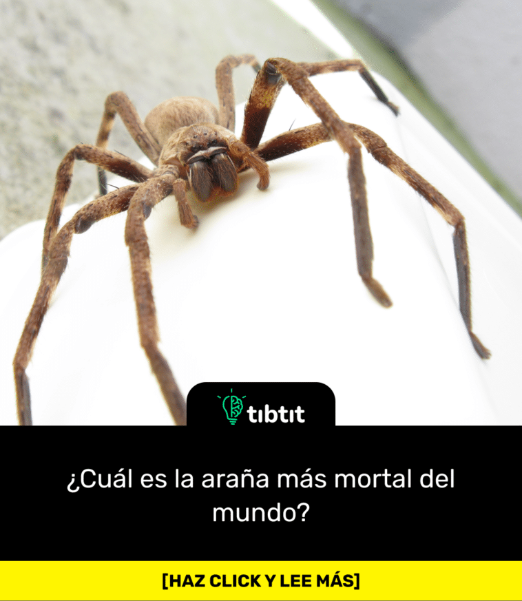¿Cuál es la araña más mortal del mundo?