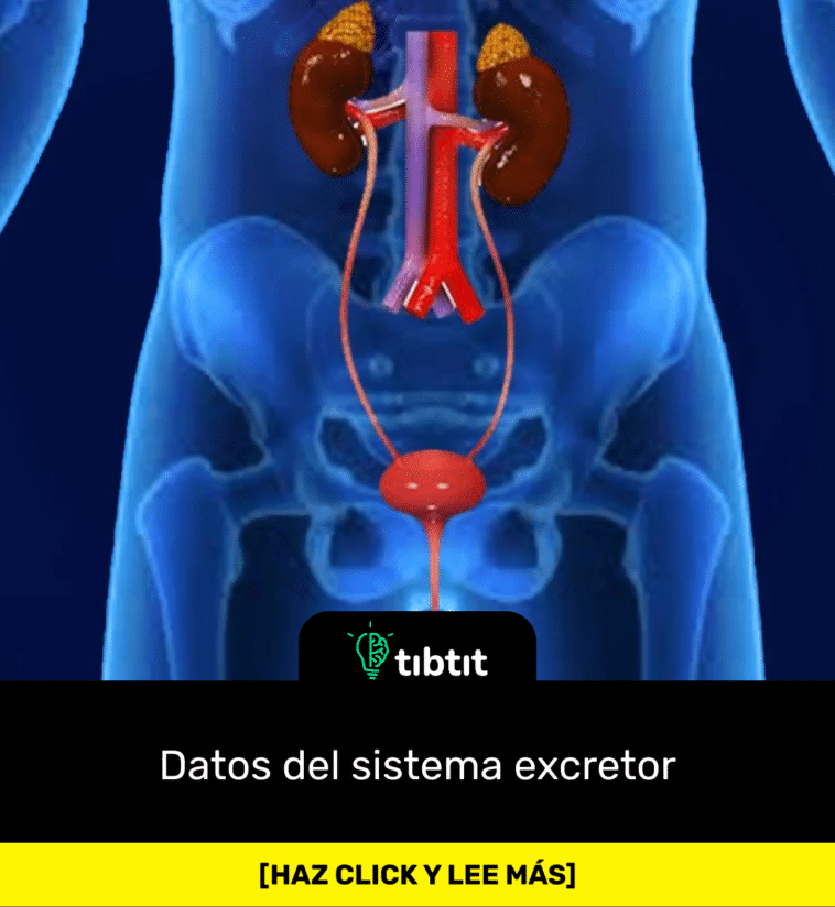 Datos del sistema excretor