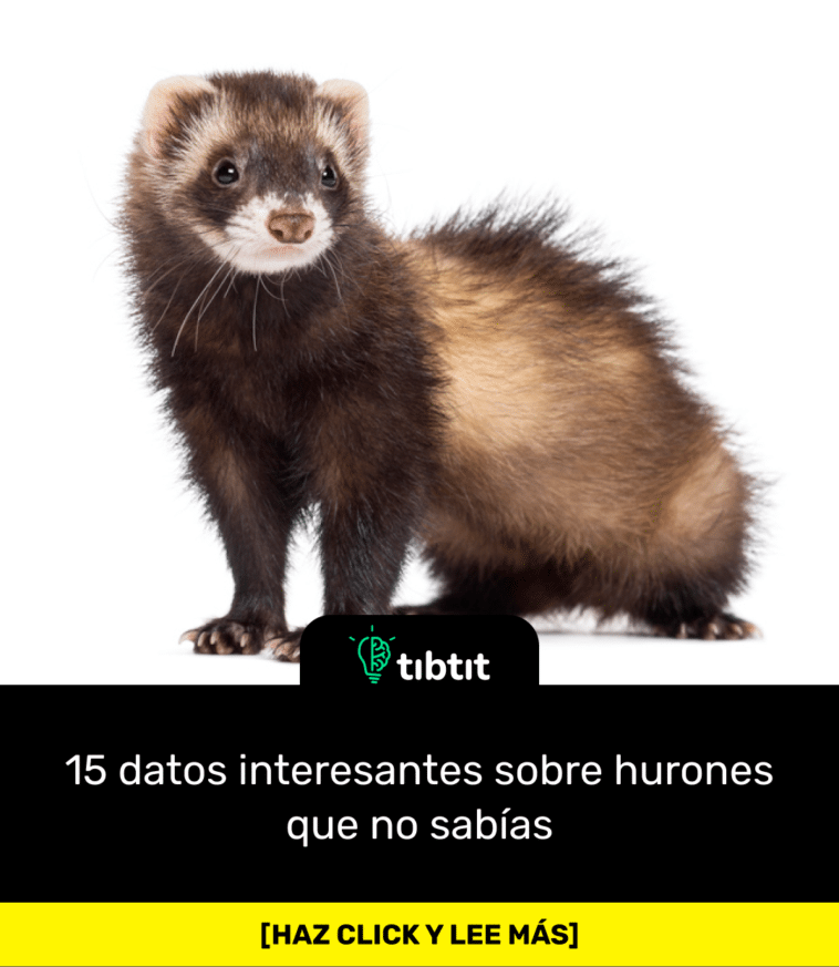 15 datos interesantes sobre hurones que no sabías