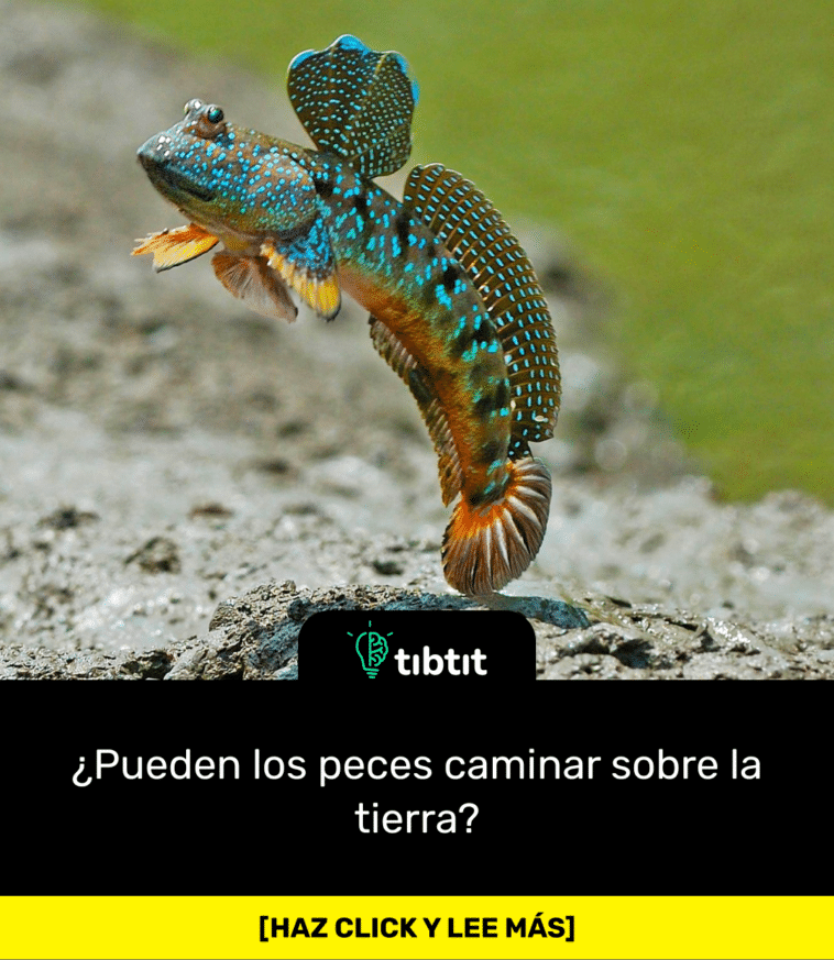 ¿Pueden los peces caminar sobre la tierra?