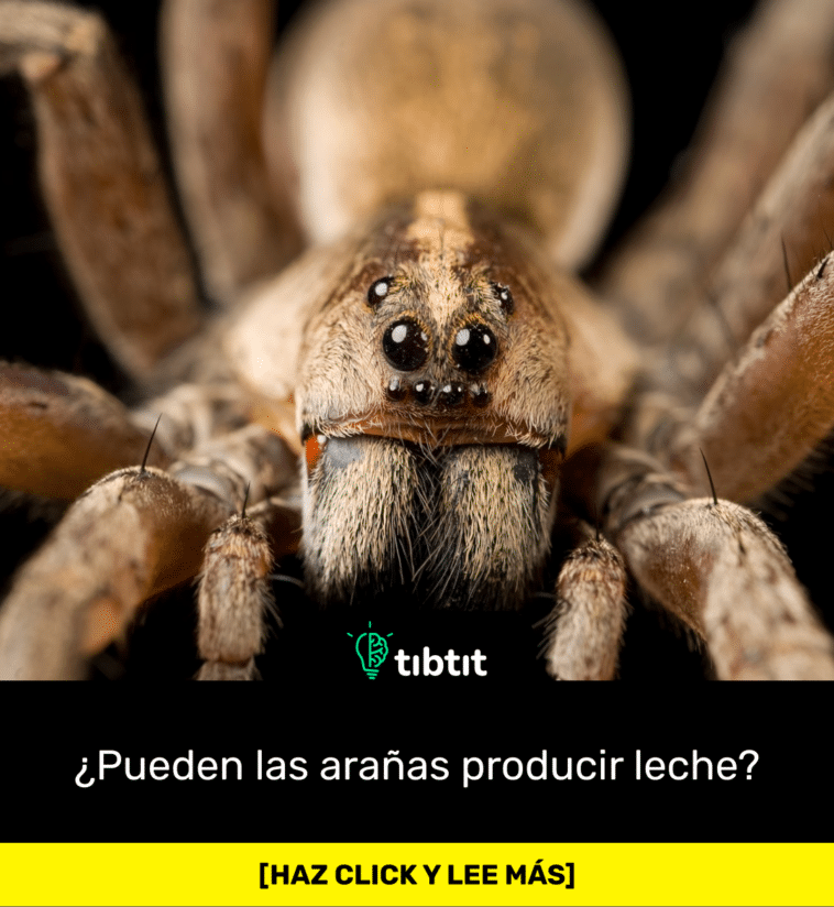 ¿Pueden las arañas producir leche?