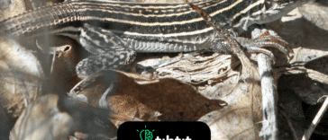 ¿Hay alguna especie exclusivamente femenina en la naturaleza?