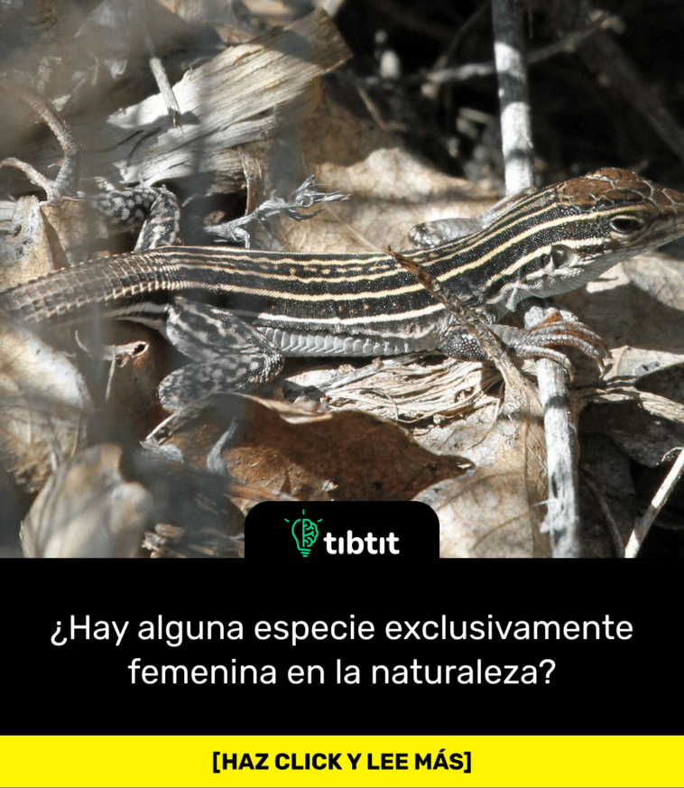 ¿Hay alguna especie exclusivamente femenina en la naturaleza?