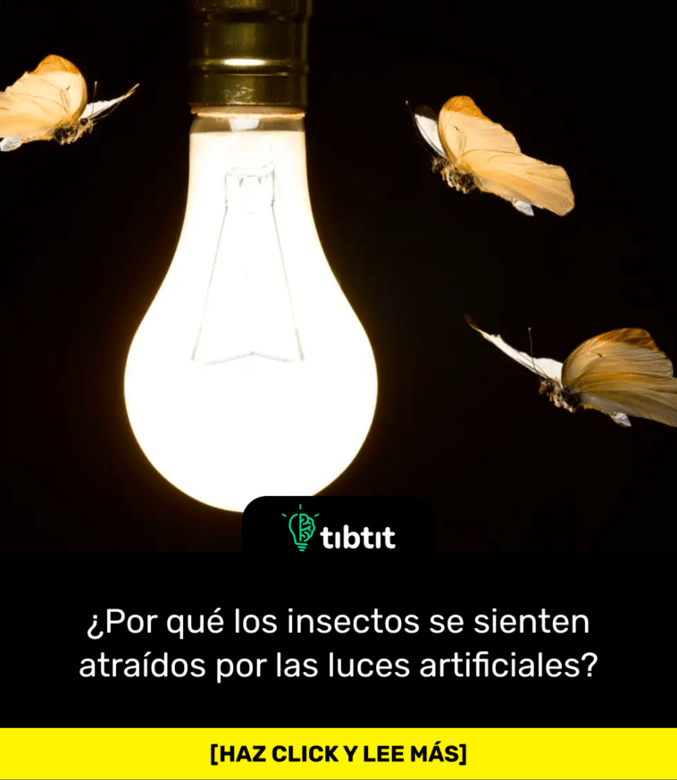 ¿Por qué los insectos se sienten atraídos por las luces artificiales?