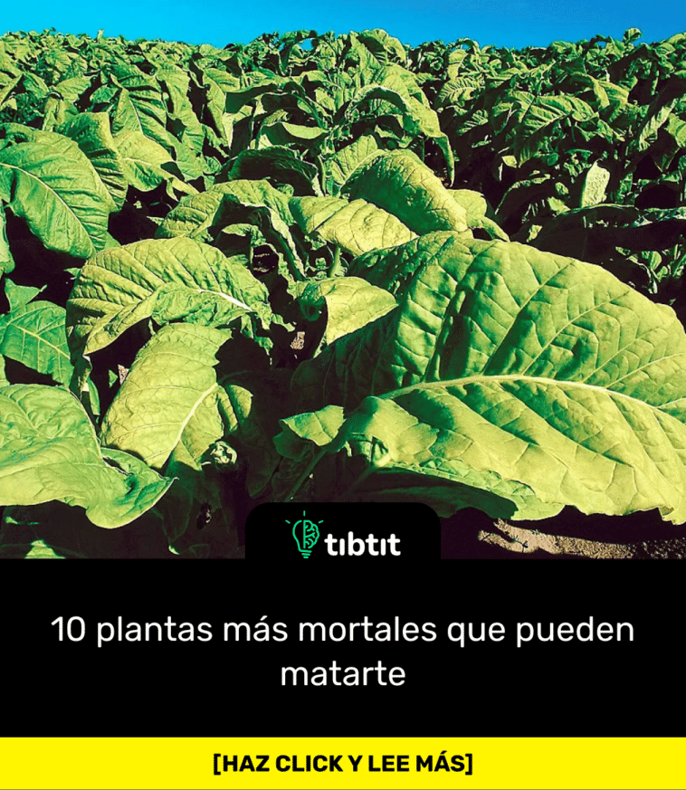 10 plantas más mortales que pueden matarte