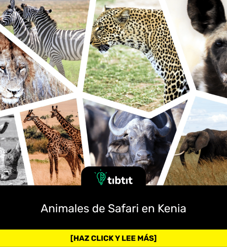 Animales de Safari en Kenia