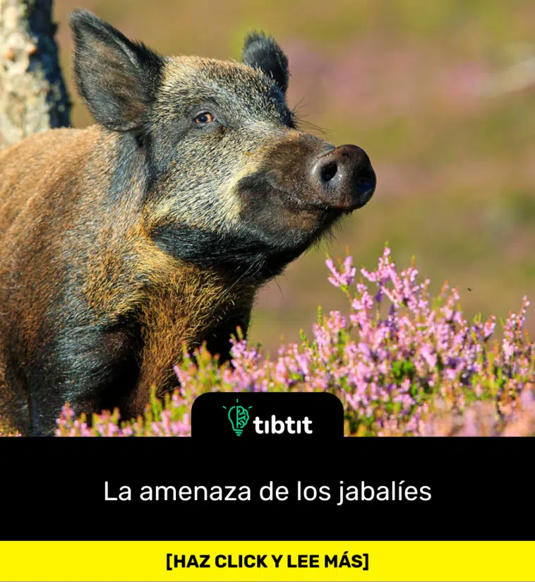 La amenaza de los jabalíes