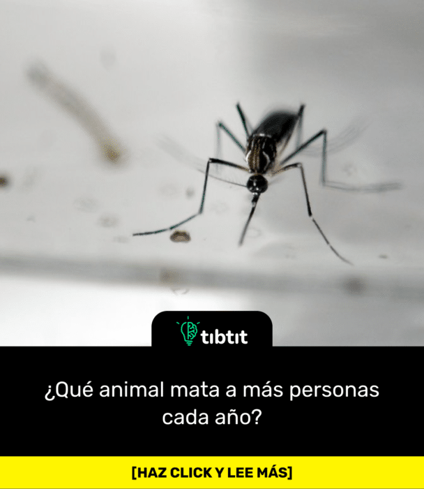 ¿Qué animal mata a más personas cada año?