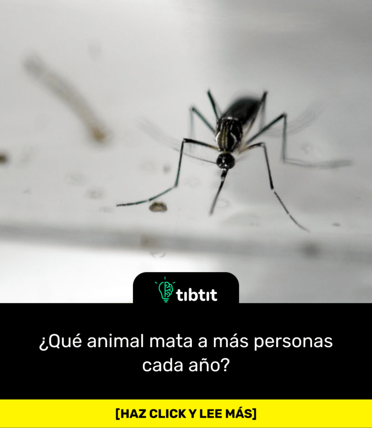 ¿Qué animal mata a más personas cada año?