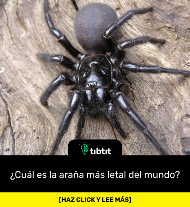 ¿Cuál es la araña más letal del mundo?