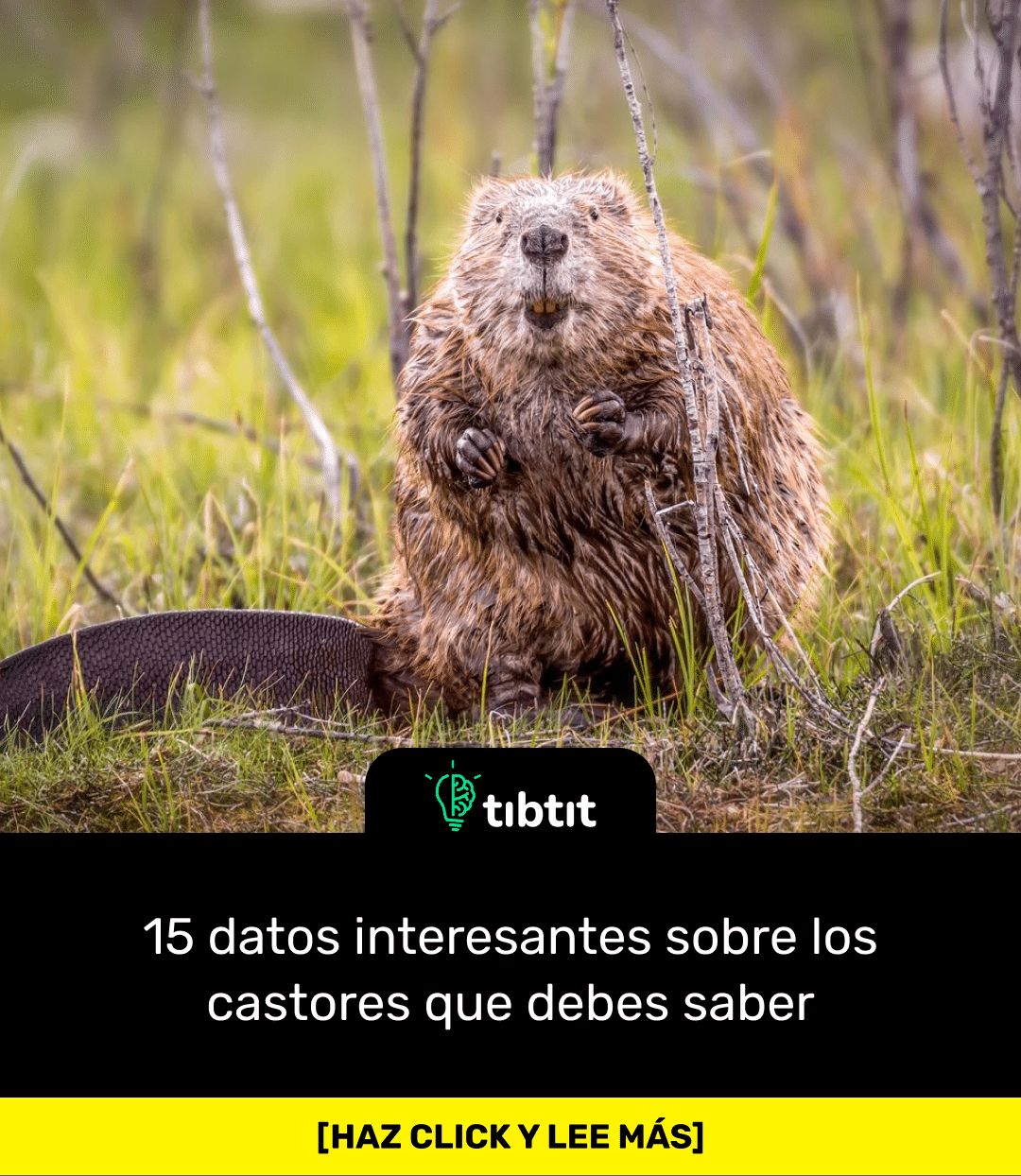 Sabías que… 15 datos interesantes sobre los castores que debes saber