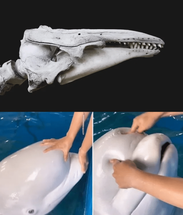 La razón por la que los melones de Beluga son tan blandos es porque son solo lípidos blandos para el sonar.