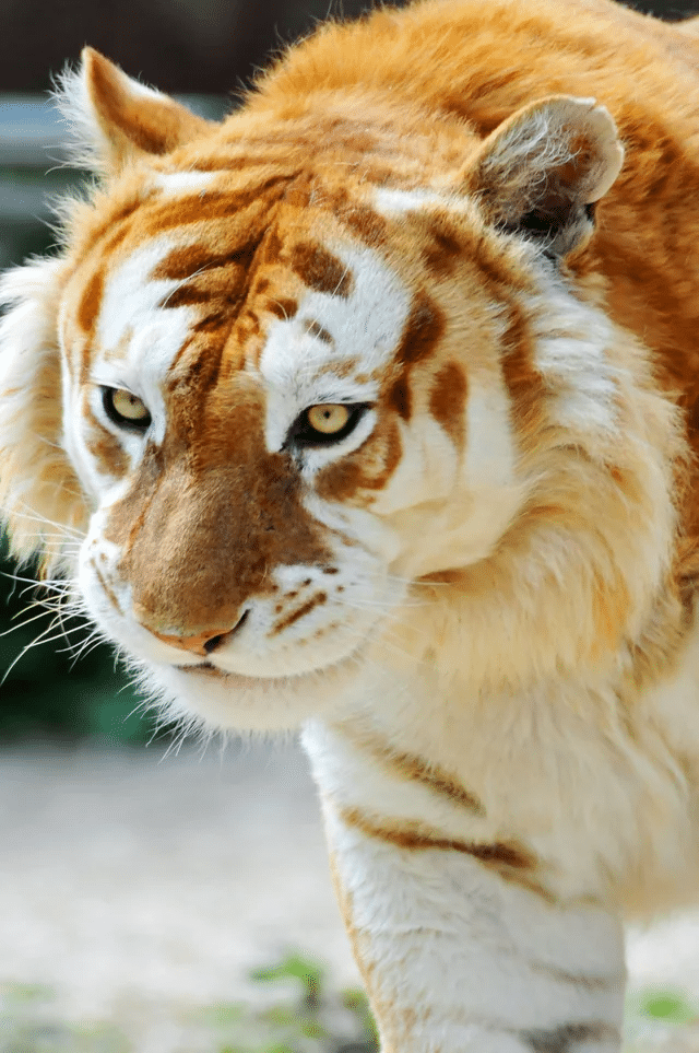 Un raro tigre dorado