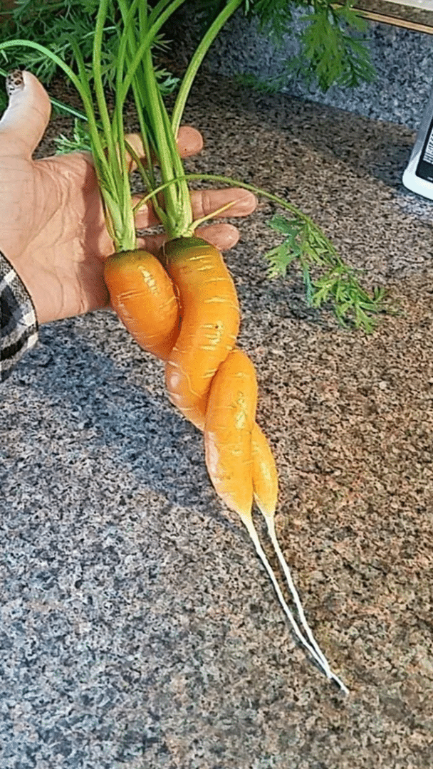 Estas dos zanahorias crecieron entrelazadas.