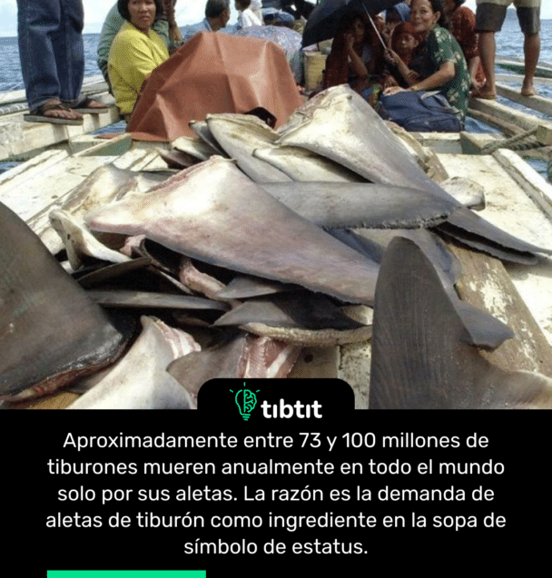 Aproximadamente entre 73 y 100 millones de tiburones mueren anualmente en todo el mundo solo por sus aletas. La razón es la demanda de aletas de tiburón como ingrediente en la sopa de símbolo de estatus.