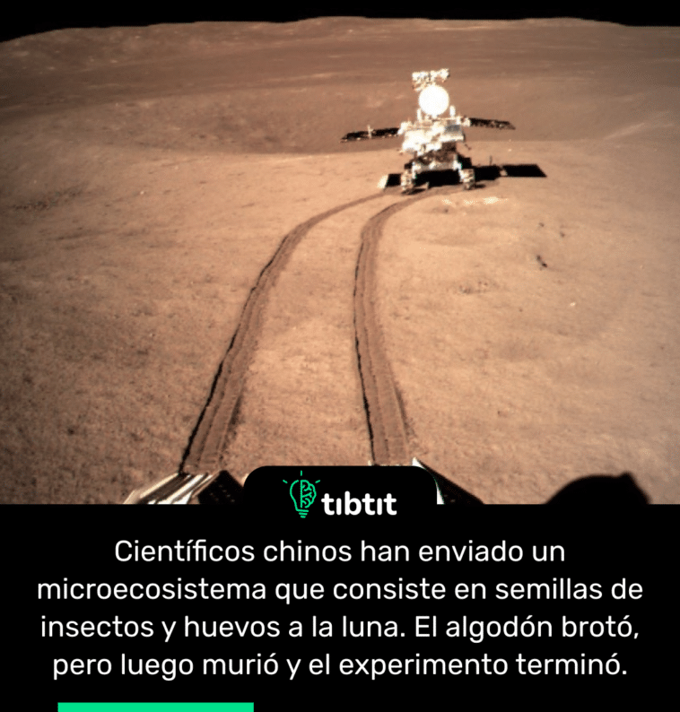 Científicos chinos han enviado un microecosistema que consiste en semillas de insectos y huevos a la luna. El algodón brotó, pero luego murió y el experimento terminó.