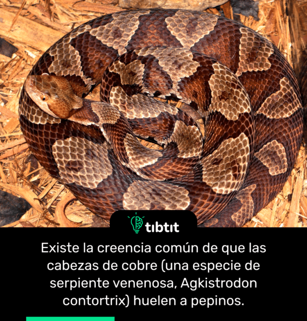 Existe la creencia común de que las cabezas de cobre (una especie de serpiente venenosa, Agkistrodon contortrix) huelen a pepinos.