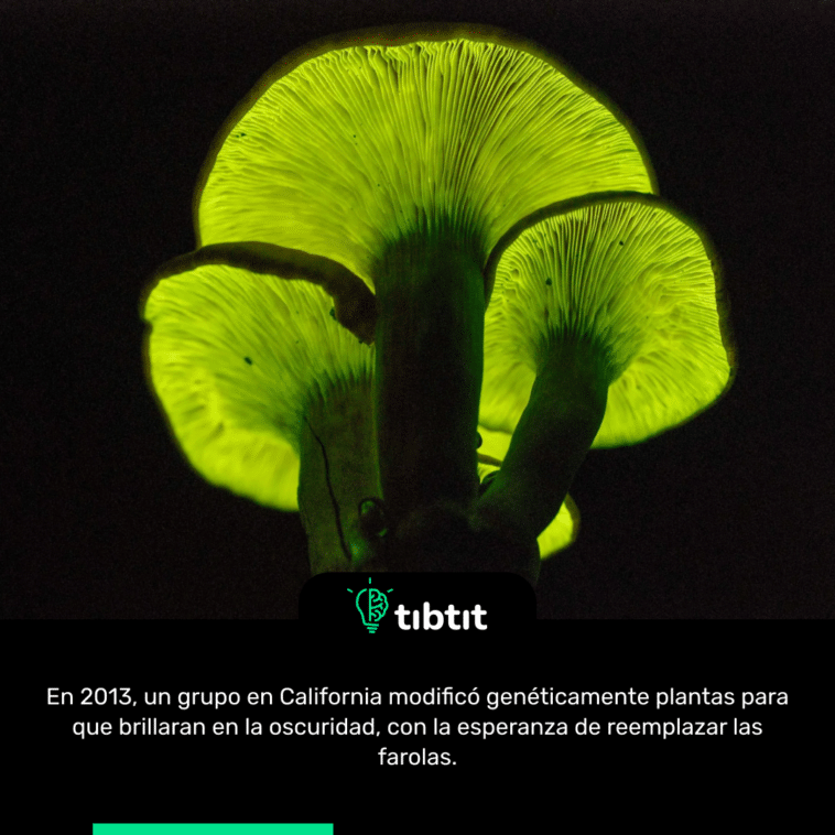 En 2013, un grupo en California modificó genéticamente plantas para que brillaran en la oscuridad, con la esperanza de reemplazar las farolas.
