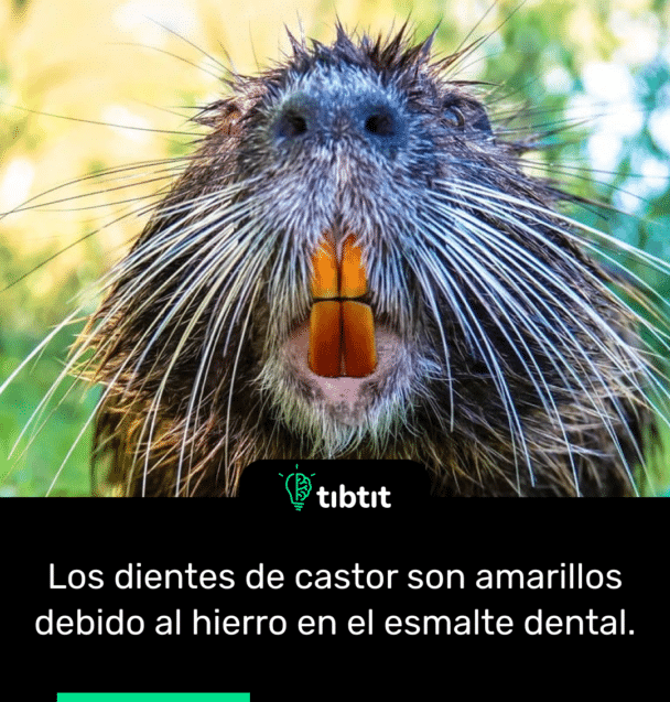 Los dientes de castor son amarillos debido al hierro en el esmalte dental.