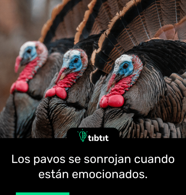 Los pavos se sonrojan cuando están emocionados.