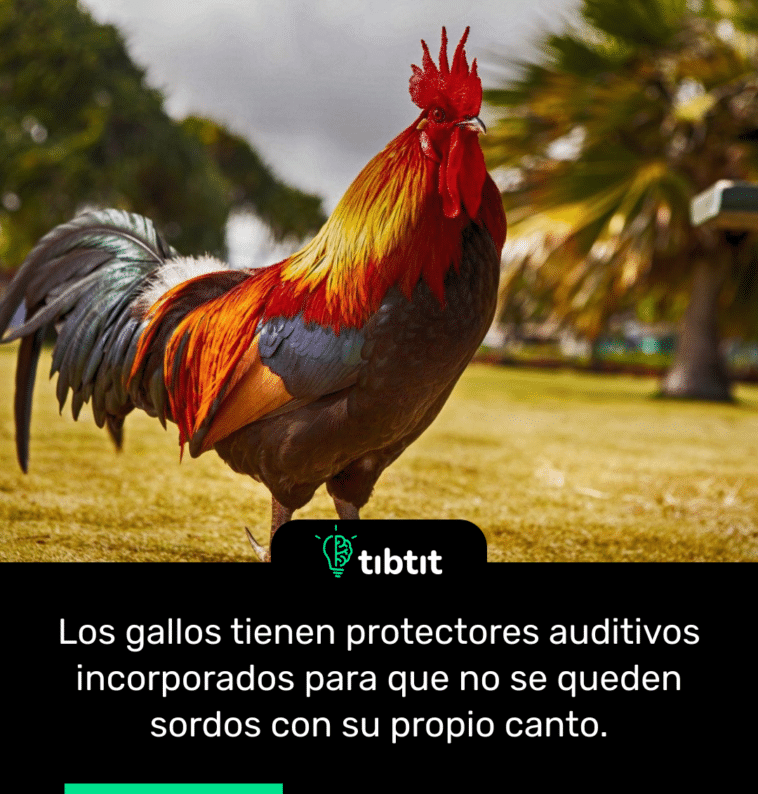 Los gallos tienen protectores auditivos incorporados para que no se queden sordos con su propio canto.