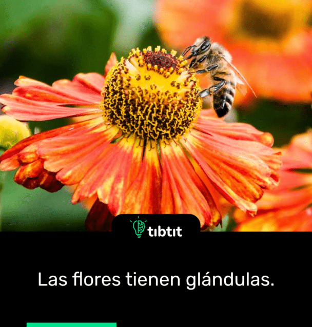 Las flores tienen glándulas.