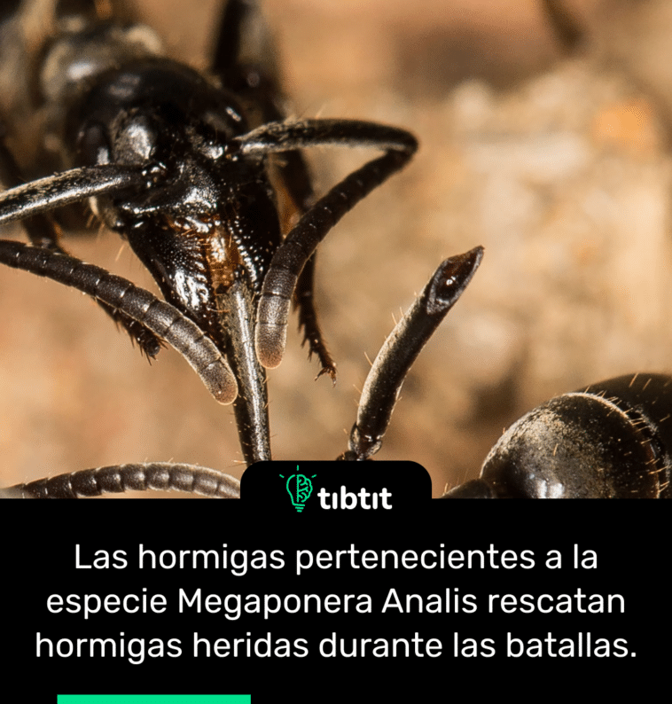 Las hormigas pertenecientes a la especie Megaponera Analis rescatan hormigas heridas durante las batallas.