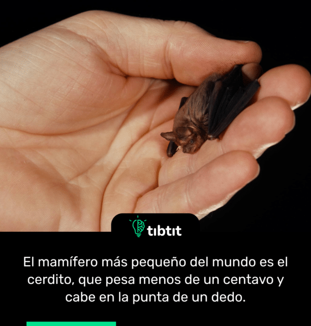 El mamífero más pequeño del mundo es el cerdito, que pesa menos de un centavo y cabe en la punta de un dedo.