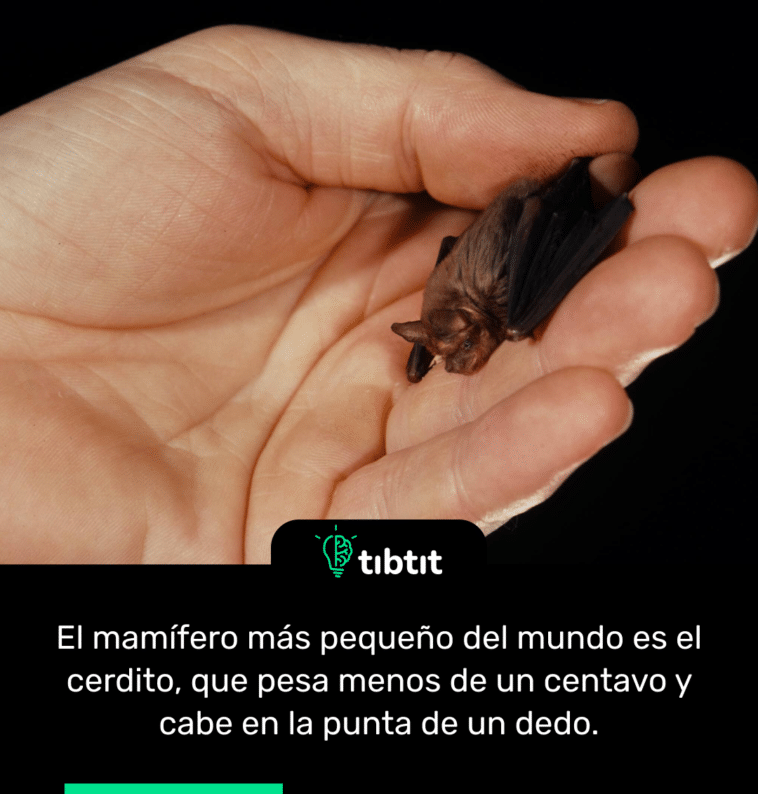El mamífero más pequeño del mundo es el cerdito, que pesa menos de un centavo y cabe en la punta de un dedo.