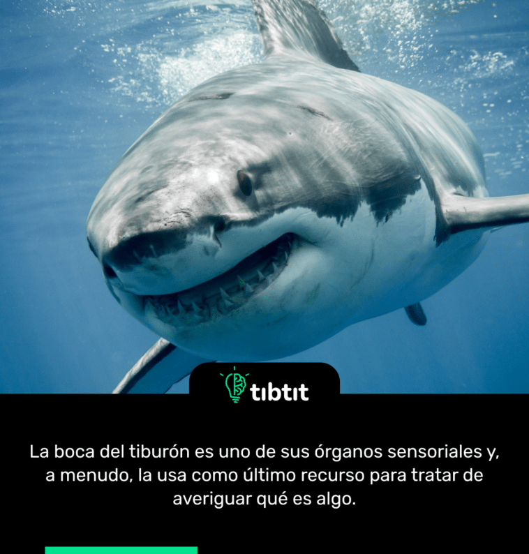 La boca del tiburón es uno de sus órganos sensoriales y, a menudo, la usa como último recurso para tratar de averiguar qué es algo.