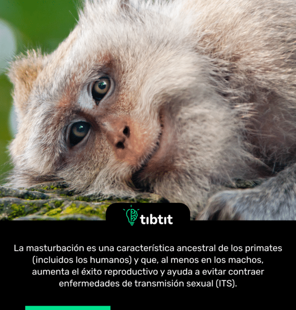 La masturbación es una característica ancestral de los primates (incluidos los humanos) y que, al menos en los machos, aumenta el éxito reproductivo y ayuda a evitar contraer enfermedades de transmisión sexual (ITS).