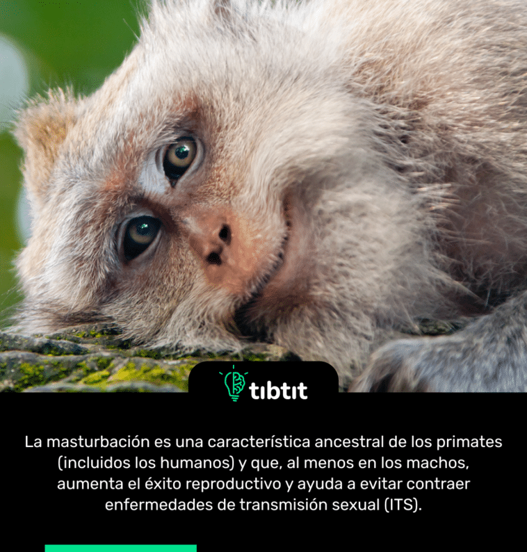 La masturbación es una característica ancestral de los primates (incluidos los humanos) y que, al menos en los machos, aumenta el éxito reproductivo y ayuda a evitar contraer enfermedades de transmisión sexual (ITS).