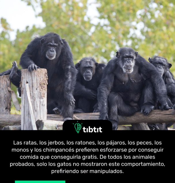 Las ratas, los jerbos, los ratones, los pájaros, los peces, los monos y los chimpancés prefieren esforzarse por conseguir comida que conseguirla gratis. De todos los animales probados, solo los gatos no mostraron este comportamiento, prefiriendo ser manipulados.