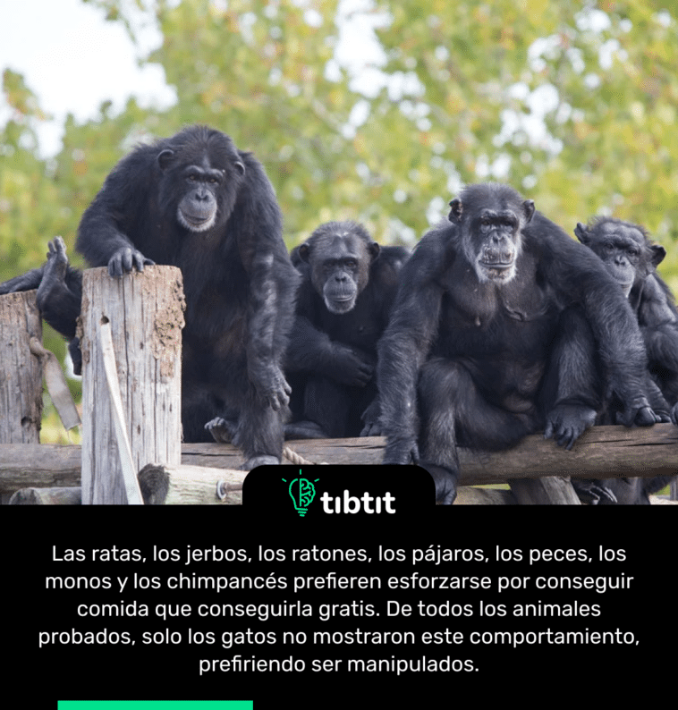 Las ratas, los jerbos, los ratones, los pájaros, los peces, los monos y los chimpancés prefieren esforzarse por conseguir comida que conseguirla gratis. De todos los animales probados, solo los gatos no mostraron este comportamiento, prefiriendo ser manipulados.