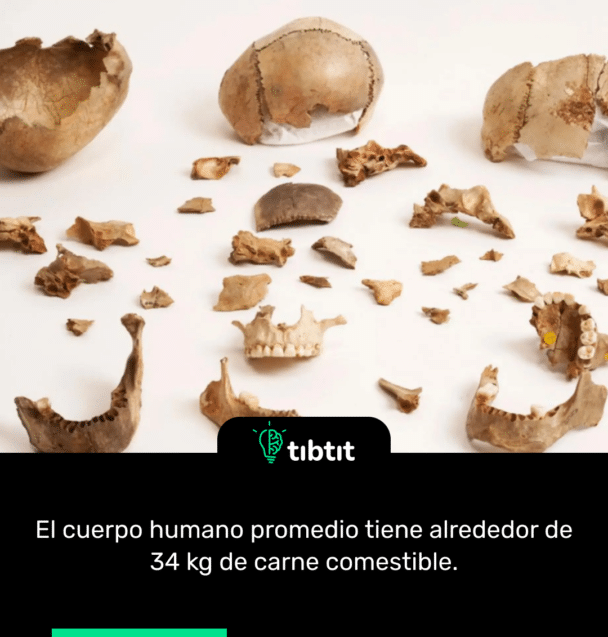 El cuerpo humano promedio tiene alrededor de 34 kg de carne comestible.